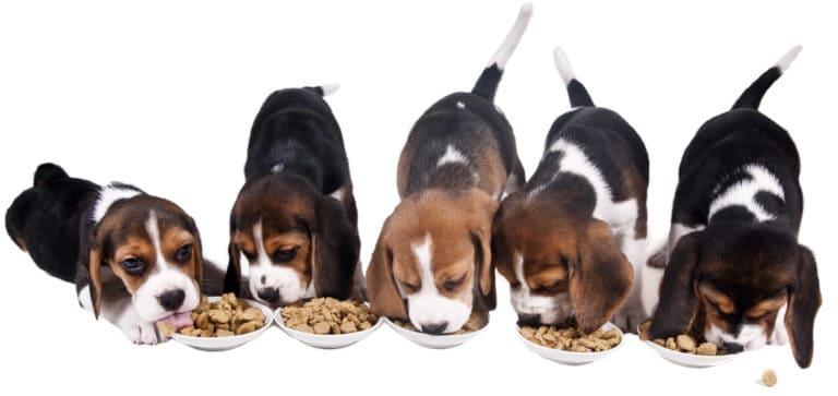 dogs eating on white background